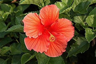 2022世嘉黑五促销 正在PS Store和Nintendo eShop进行中